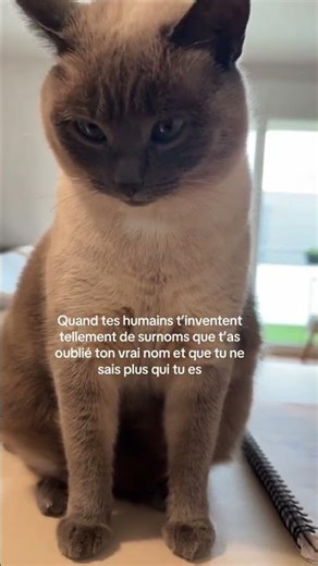 Elle a tellement de surnoms qu'elle s'y perd je crois 😹😹 #chat #chatdrole #chatmignon