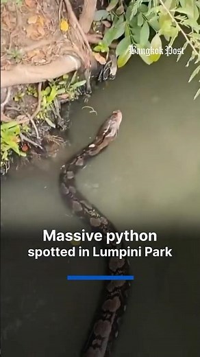 Massive python spotted in Lumpini Park