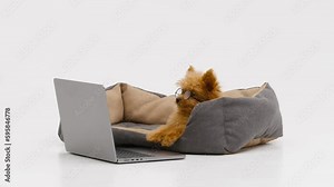 Funny puppy with glasses in front of a laptop. Cute dog looks at the computer. The concept of online learning, online shopping, programming, working from home,