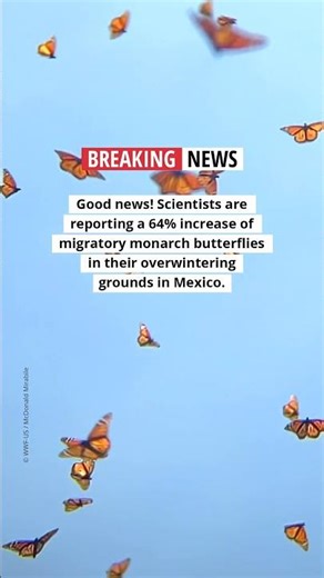 Hopeful Monarch Butterfly News