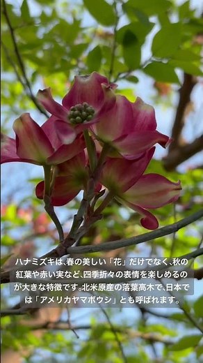 ②【ハナミズキ】は、春の美しい「花」だけでなく、秋の紅葉や赤い実など、四季折々の表情を楽しめるのが大きな特徴です。北米原産の落葉高木で、日本では「アメリカヤマボウシ」とも呼ばれます。