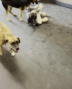 Eve & Lou | School of Bark LLC -Muskego