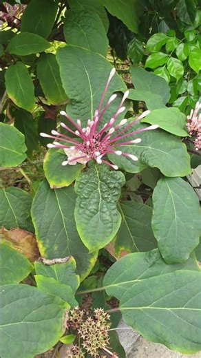 cây Thiên phúc/Pháo hoa/Trang Mỹ/Bân bấn lá đồng-Clerodendrum quadriloculare❤🧡💛💚💙