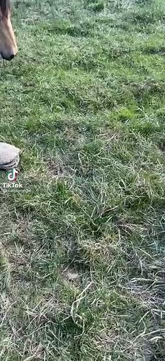 Horse and dog vs snapping turtle