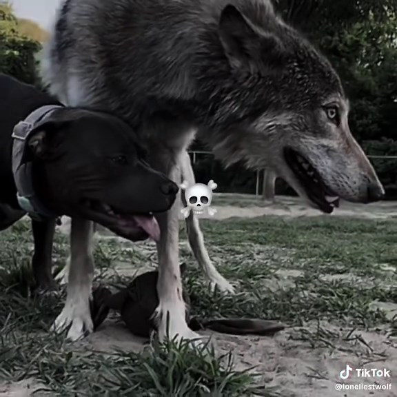 Wolf size🥶 #viral #wolf #wolfedit #foryou #fypシ゚ #wolves #wolvesedits #wolvespack🐺 #sigma