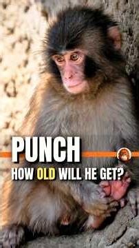 Punch Was Born With Years the Wild Almost Never Gives