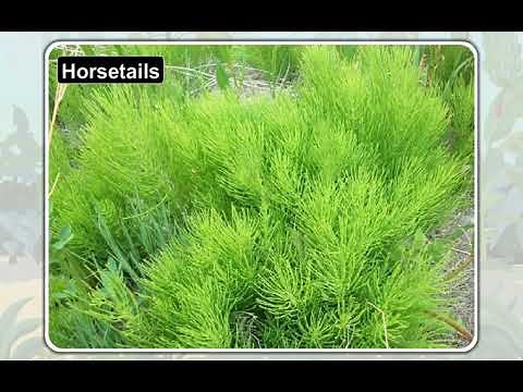 46 Non Flowering Plant