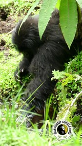 Mountain gorillas typically do not drink water directly but they get it from the plants they eat. When they do come across water spots, they sometimes have a drink but they also are keen to have some fun! Here we have young Uhiriwe playing and drinking from a water spot! #mountaingorilla #gorillas 📸: Eric Ndayishimiye, The Dian Fossey Gorilla Fund | Dian Fossey Gorilla Fund