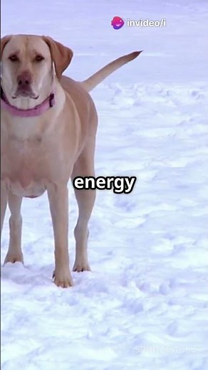 Top 5 Labrador Retriever Mixes You Need to Know!