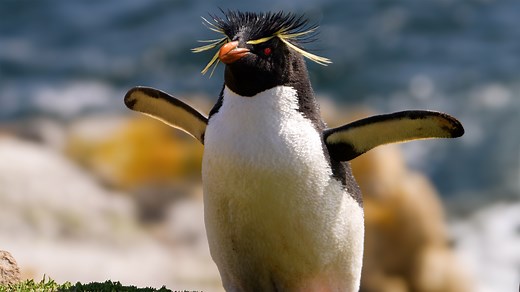Penguins are amazing🐧 Learn how these birds have adapted to survive in the icy waters of the South Atlantic ❄ From wings that can paddle through water to bristly beaks that can grasp their slippery prey, learn all about the amazing penguins I watched in Antarctica, the Falkland Islands and South Georgia ❄🐧 | Robert E Fuller