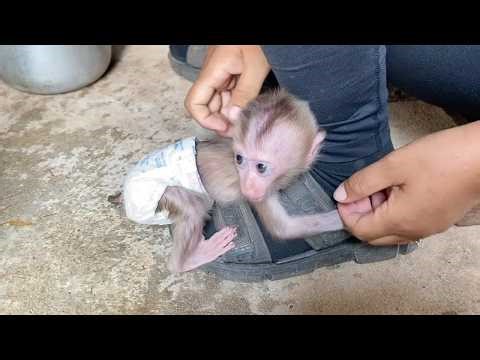 So Sweet Baby Monkey DORN Scared Of New Tub Run To Hug Mom Feet