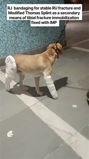 #Tibial fracture and RU fracture in dogs/#RJ Bandaging/#MSTS for tibial fracture in a dog