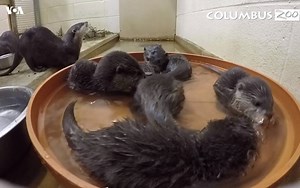 The Columbus Zoo just welcomed 5 otter pups in January. The Asian small-clawed otters were born to parents Gus and Peanut. The parents are starting to teach the pups how to swim. The zoo says that once they become stronger swimmers, they will be out for public viewing. | Voice of America