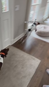 Buckle up 😆 You’re in for a wild ride with this breed GSPs are the best of both worlds if you ask me…and there’s never a dull moment when they’re around 🙃 • • • #pointerpawprints #gspoftheday #dogvideos #dogreels #dogobsessed #instadog #instareels #weratedogs #thisweekoninstagram #dogmom #petlovers #petstagram | Pointerpawprints