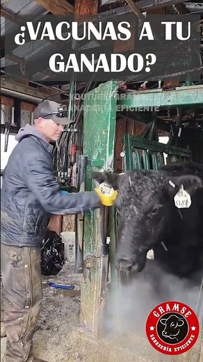 Vacunas para Ganado: ¿Son Realmente Necesarias? #campo #ganado #rancho #vacas #toros