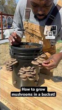 Growing my own mushrooms with the North Spore MushBucket! #mushroom #northspore #spreadthespore