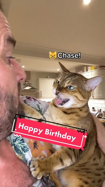 Tinker singing #happybirthday to @dontstopmeowing #singingcat #chattybengals #catsoftiktok #fyp #cat