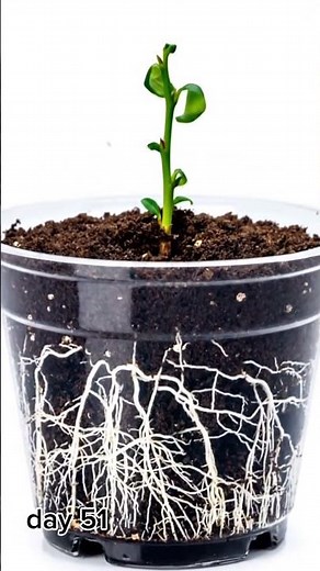 ”“The Magic of Nature: Blueberry plant Growth Timelapse (So Satisfying!)”