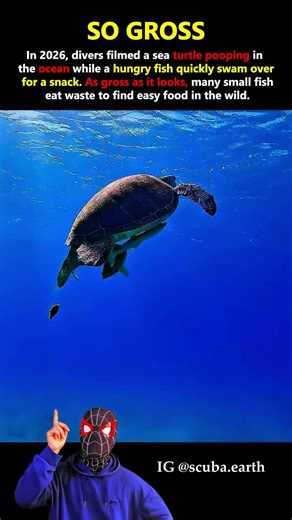 Why Small Fish Eat Sea Turtle Waste
