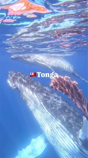 トンガ王国のヴァヴァウでのホエールスイム🇹🇴🐋 Whale swimming in Vavaʻu, Kingdom of Tonga