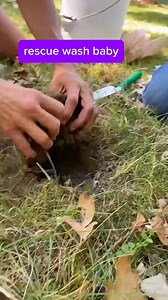 _Animals _turtle_________________ baby turtle rescue_Ax.animals266_7402221987579399467 | Hope for Animals Global