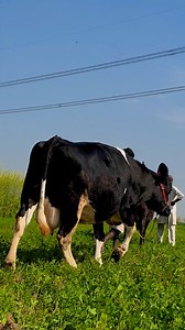 #cow #dairyfarm #dairy_farming #modern_dairy_farming #modern_agriculture #agricultural_machines #amazing_technology #advance_technology #modern_technolog | Dairy Cow TV