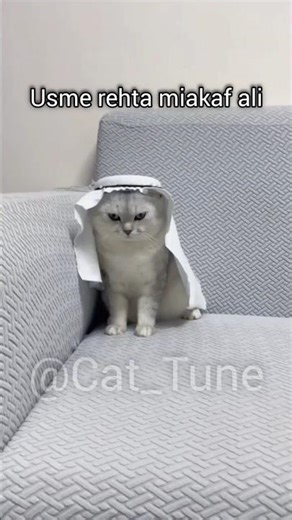miakaf ali😂 #popular #popular #aesthetic #cat #cute #memes