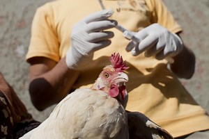 FAO Evidence platform for agrifood systems and nutrition