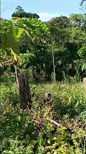 viral cara basmi rumput sampai ke akar