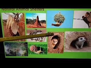 Gr4 NS&T Natural and Human-made animal shelters