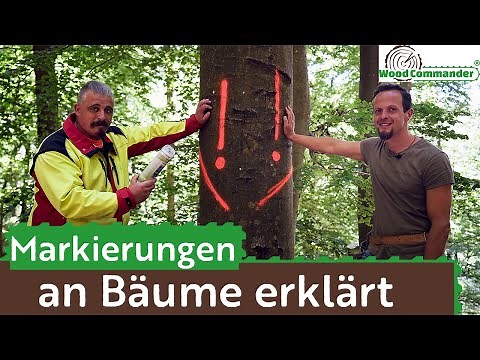 forestry markings on trees