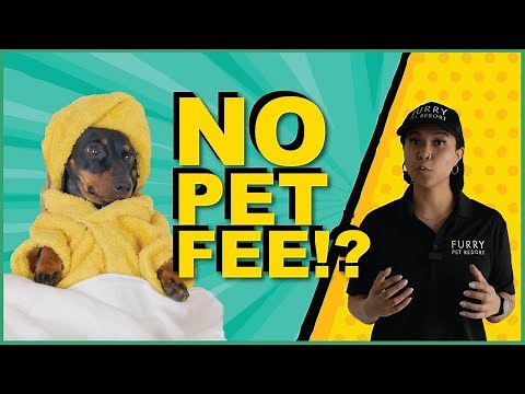 BEST Affordable Pet-Friendly Hotels in Las Vegas!