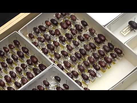 Relaxing an Insect for Pinning