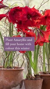 Although they won’t flower in time for Christmas, plant up amaryllis bulbs indoors now for an exuberant display in January, when it’s likely to be dull and uninspiring outside. Once the frosts are over, they can then be moved into the garden until the end of summer. Shop our full range here: https://www.sarahraven.com/bulbs/amaryllis | Sarah Raven