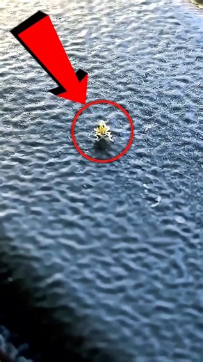 Caught on Camera: A Dancing Insect You Won’t Believe 😂 #actingchallenge