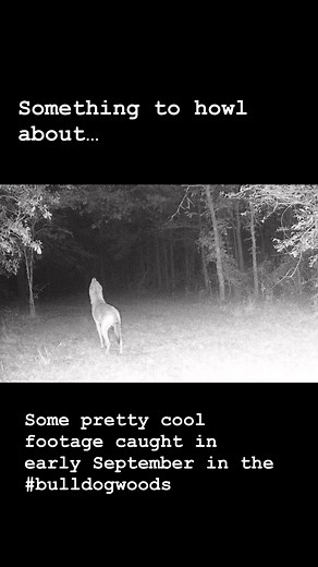 “Now this is something to howl about — caught this lone coyote howling right in front of the trail cam. Haven’t checked them in a while, but they’re always out there watching.” #bulldogwoods #trailcam #Coyote | Truman Oakley