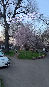 You learn something new in London every day 😲 (🎥 by @just_in_london_tours via TikTok) | Secret London