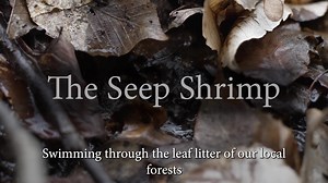 The Seep Shrimp - Urban Ecology Research Learning Alliance (U.S. National Park Service)