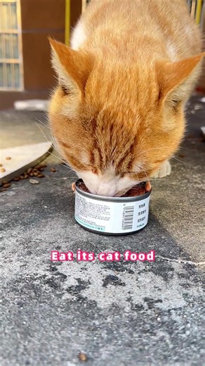 Doujuan the Tabby Cat's Adorable Similarities to Maxwell