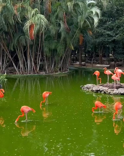 Contact us & book now! Summer Rent a Car Costa Rica www.rentacarsummer.com Whatsapp: 506 6405 6463 1786 874 8874 20109 Mall Internacional Alajuela, Local 80. San José Provincia de Alajuel - Costa Rica. Email: booking@rentacarsummer.com Facebook: Summer Costa Rica Rent a Car Instagram: @summercostaricarentacar #carrental #rentacar #reels #trip #rental | Summer Costa Rica Rent a Car