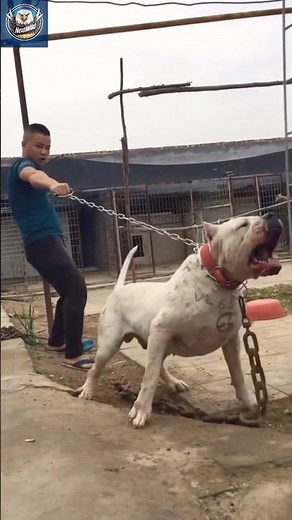 Dogo Argentino: The Fearless Guardian Dog You Don’t Want to Challenge