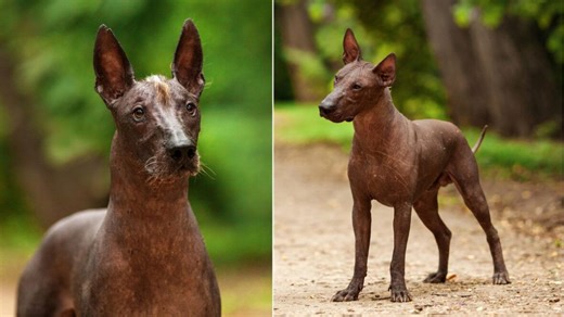 The ancient dog of Mexico: The story behind the Xoloitzcuintli