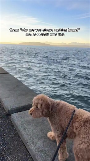 The Joy of Coming Home to a Golden Doodle