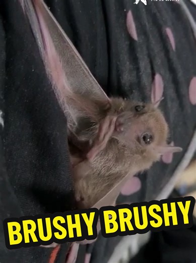 Did you ever see a baby bat brushing his teeth with his foot? 😳 #bat #baby #puppy #teeth #Brushing