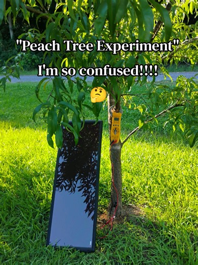 Peach Tree Experiment: Solar Panel Causing Tree Polarity?