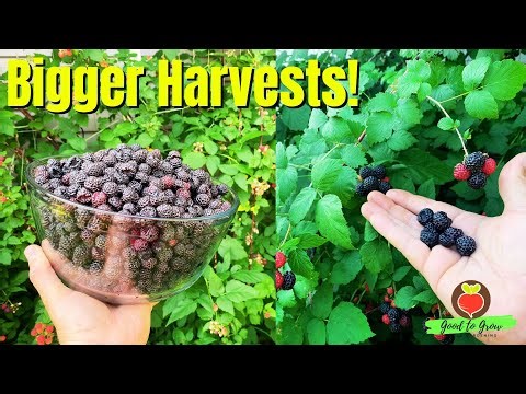 How I Get Tons of Black Raspberries Every Summer!