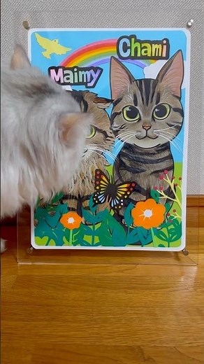 【ねこ】ちゃみとマイミーさん🐱#shorts ‪@chori_neko‬
