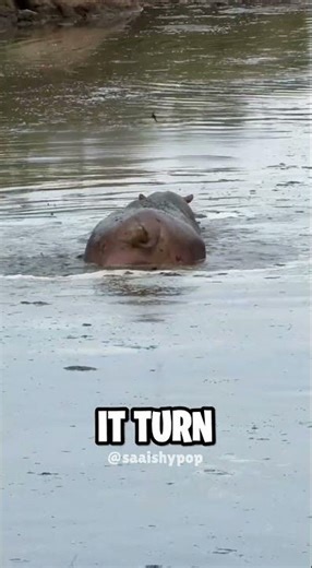 Why Hippo spread their Poops in all four Direction 😂 #shorts #viral