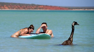 Chill emu has a swim alongside unsuspecting tourists