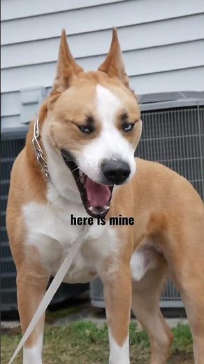 Husky Pitbull Mix. Follow for more Rio ♥️ #dogs #husky #pitbull #huskylovers #pitsky #dogrescue